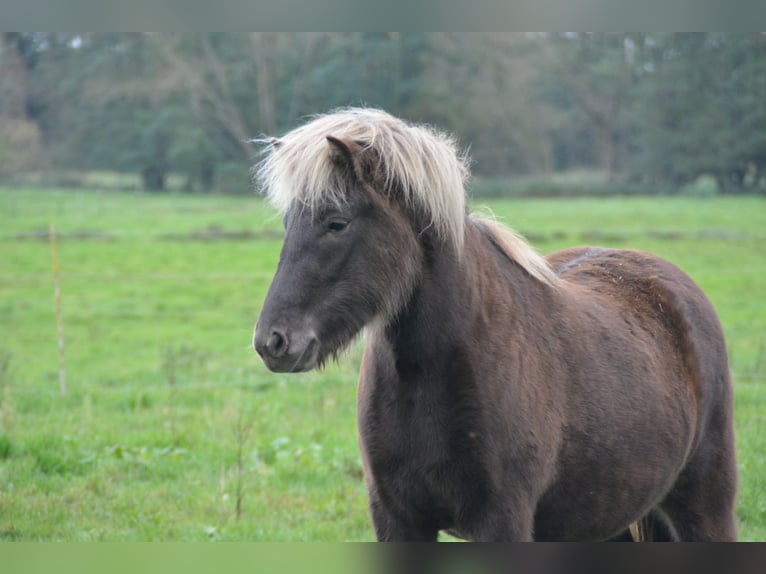 Icelandic Horse Mare 3 years 13,2 hh in Blunk