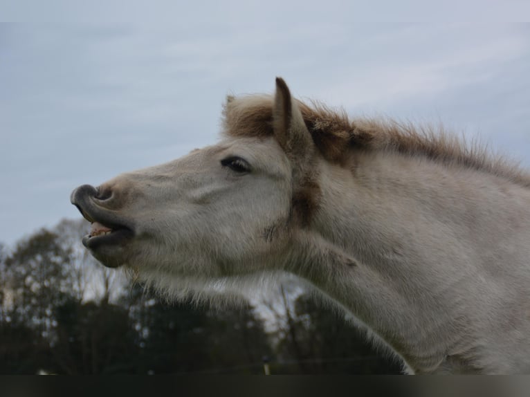 Icelandic Horse Mare 3 years 13,2 hh in Blunk