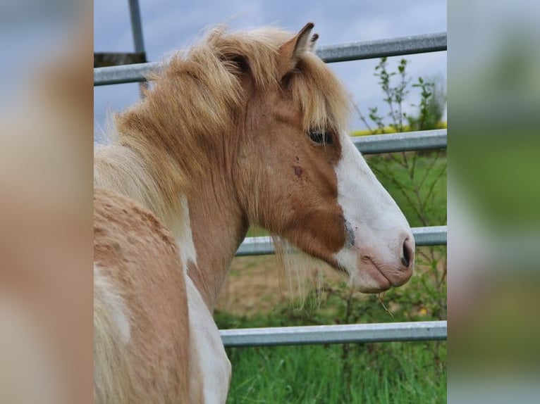 Icelandic Horse Mare 3 years 13.2 hh Pinto in Saarland