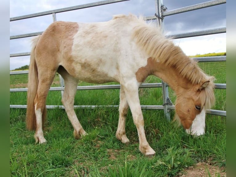Icelandic Horse Mare 3 years 13.2 hh Pinto in Saarland
