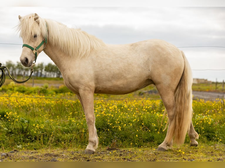 Icelandic Horse Mare 3 years 13,3 hh Palomino in Hvolsvöllur