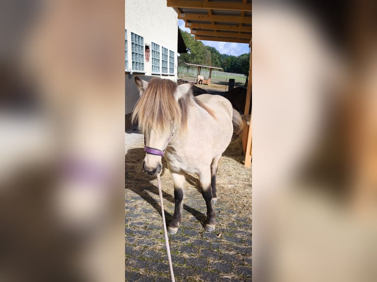 Icelandic Horse Mare 3 years 13 hh Buckskin in Weilmünster