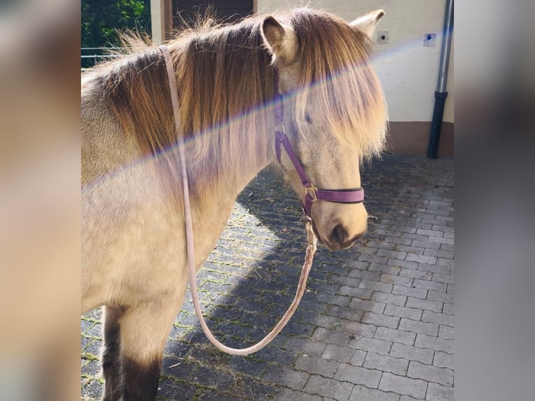 Icelandic Horse Mare 3 years 13 hh Buckskin in Weilmünster