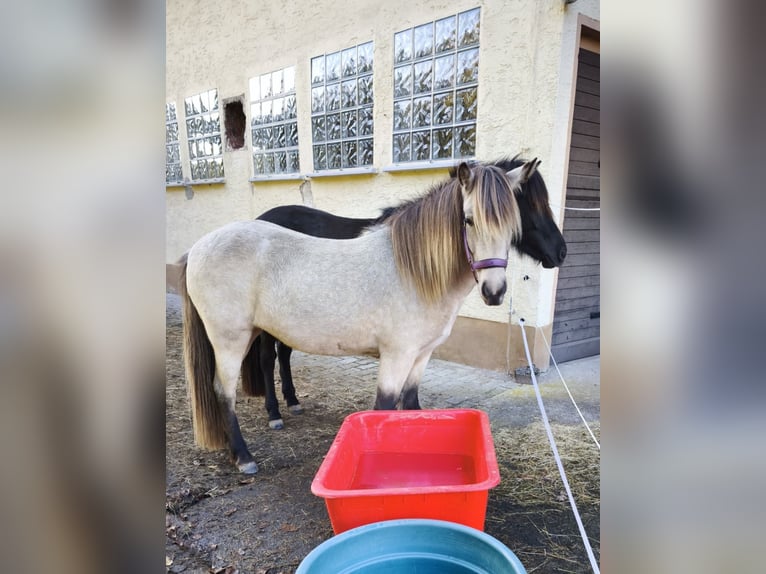 Icelandic Horse Mare 3 years 13 hh Buckskin in Weilmünster