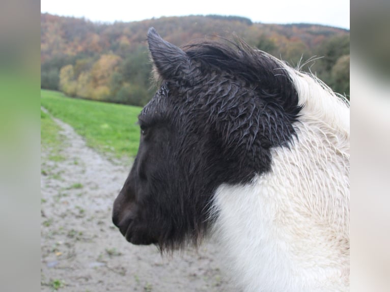 Icelandic Horse Mare 3 years 13,1 hh Pinto in Brauneberg