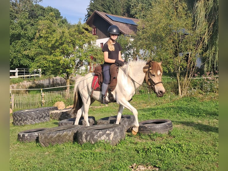 Icelandic Horse Mare 3 years 13,1 hh Pinto in Bayerbach
