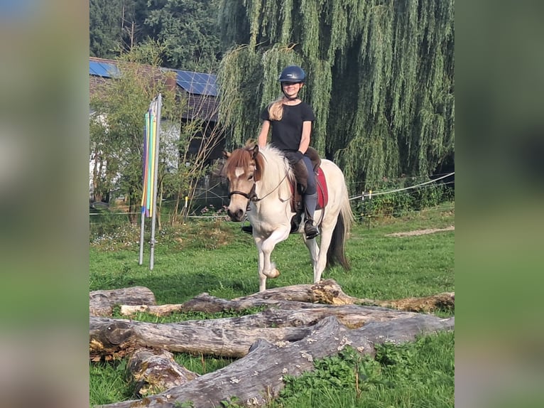 Icelandic Horse Mare 3 years 13,1 hh Pinto in Bayerbach