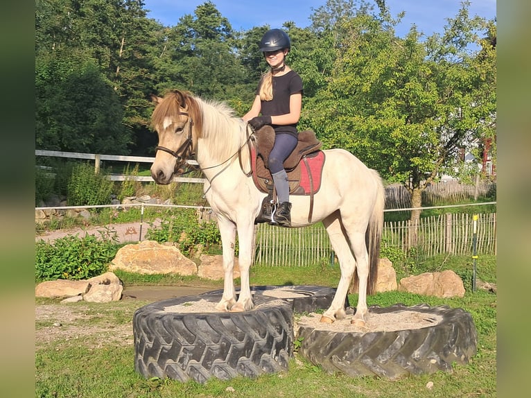 Icelandic Horse Mare 3 years 13,1 hh Pinto in Bayerbach