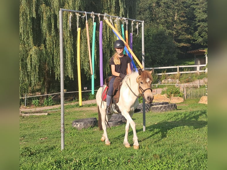 Icelandic Horse Mare 3 years 13,1 hh Pinto in Bayerbach