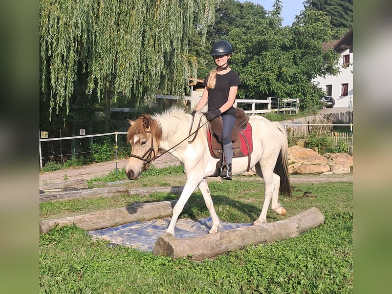 Icelandic Horse Mare 3 years 13,1 hh Pinto in Bayerbach