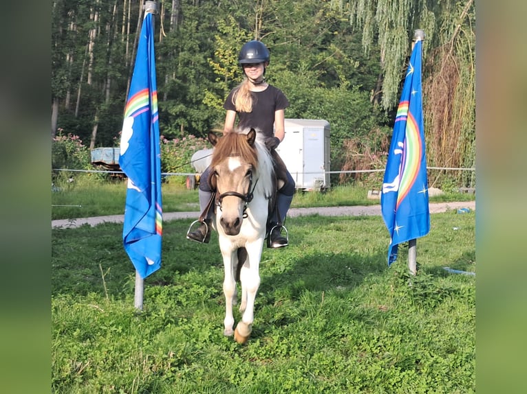 Icelandic Horse Mare 3 years 13,1 hh Pinto in Bayerbach