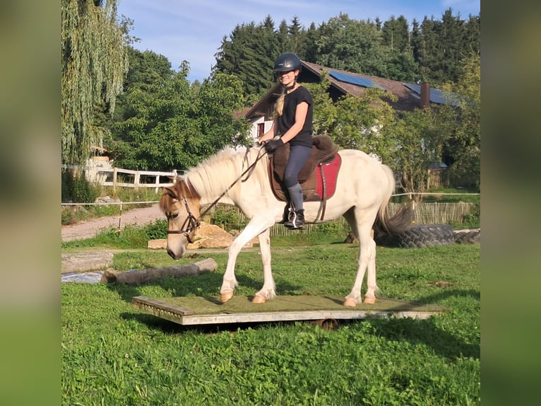 Icelandic Horse Mare 3 years 13,1 hh Pinto in Bayerbach