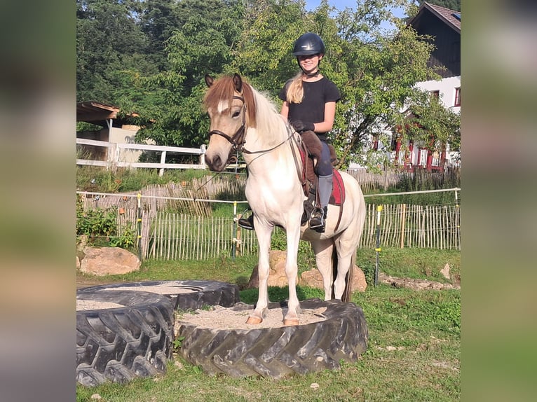 Icelandic Horse Mare 3 years 13,1 hh Pinto in Bayerbach