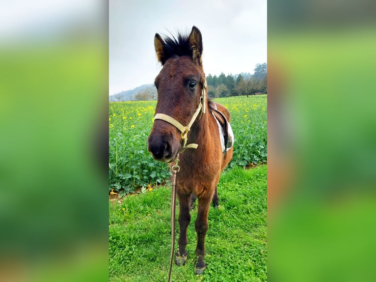 Icelandic Horse Mare 3 years 13,2 hh Bay-Dark in Saint Marcellin