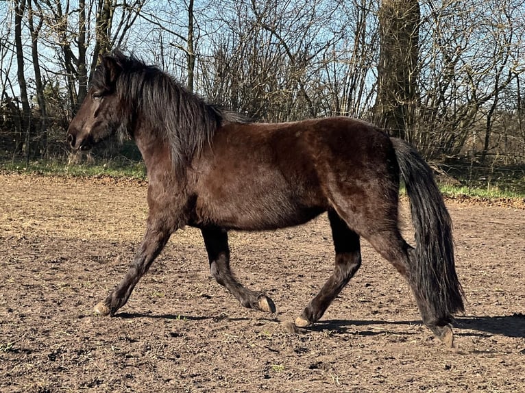 Icelandic Horse Mare 3 years 13,2 hh Black in Bunk