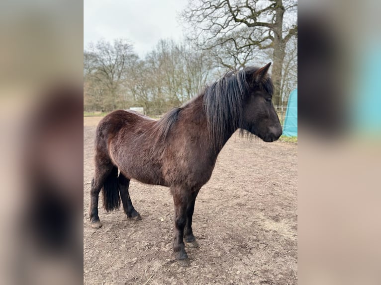 Icelandic Horse Mare 3 years 13,2 hh Black in Bunk