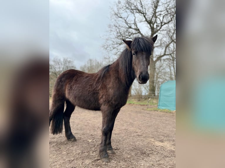 Icelandic Horse Mare 3 years 13,2 hh Black in Bunk