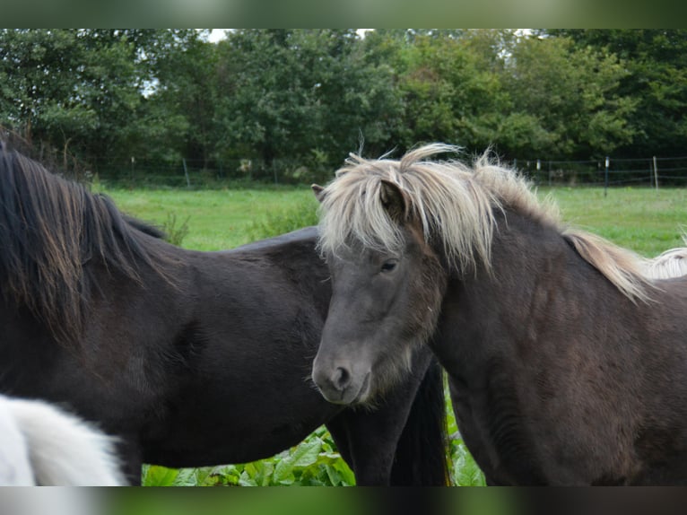 Icelandic Horse Mare 3 years 13,2 hh Black in Bunk