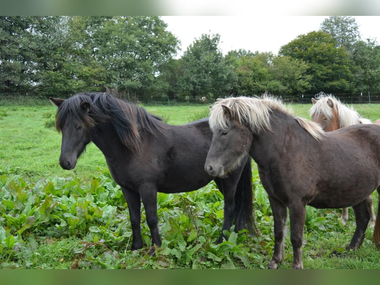 Icelandic Horse Mare 3 years 13,2 hh Black in Bunk