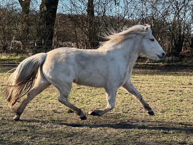 Icelandic Horse Mare 3 years 13,2 hh in Blunk
