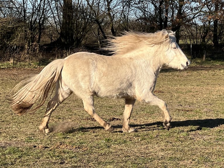 Icelandic Horse Mare 3 years 13,2 hh in Blunk