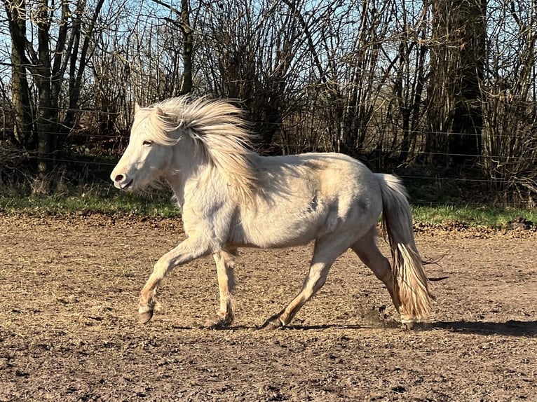 Icelandic Horse Mare 3 years 13,2 hh in Blunk