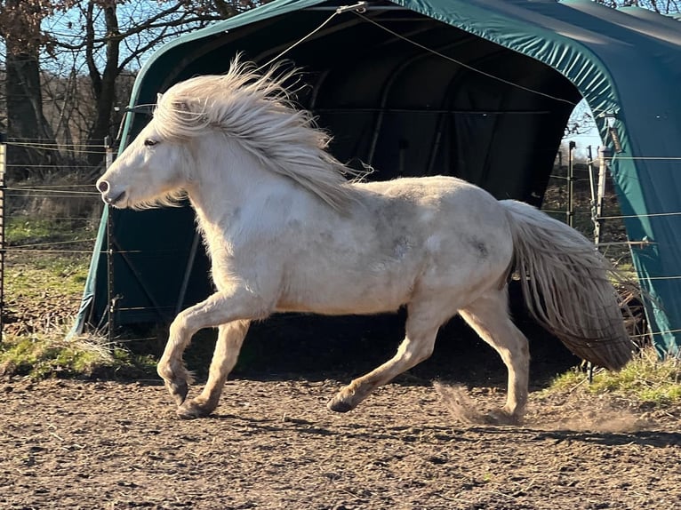 Icelandic Horse Mare 3 years 13,2 hh in Blunk