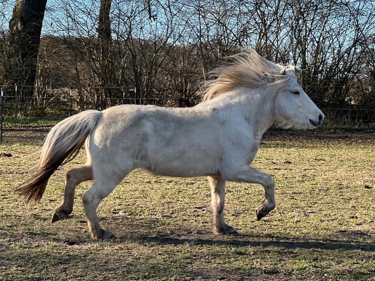 Icelandic Horse Mare 3 years 13,2 hh in Blunk