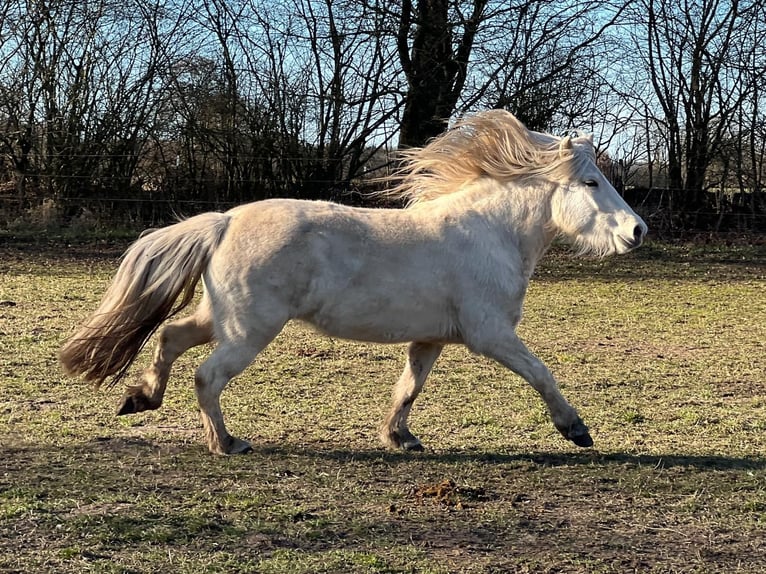 Icelandic Horse Mare 3 years 13,2 hh in Blunk