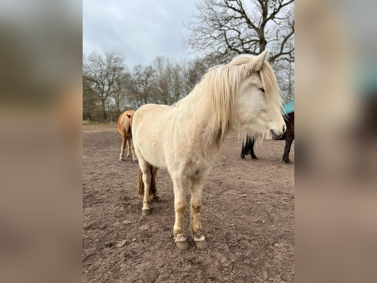 Icelandic Horse Mare 3 years 13,2 hh in Blunk