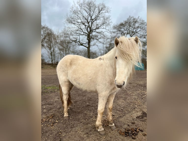 Icelandic Horse Mare 3 years 13,2 hh in Blunk