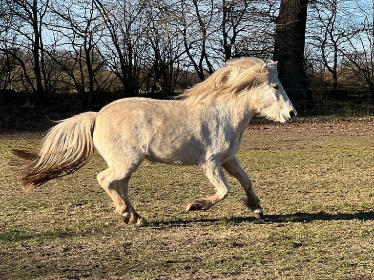 Icelandic Horse Mare 3 years 13,2 hh in Blunk