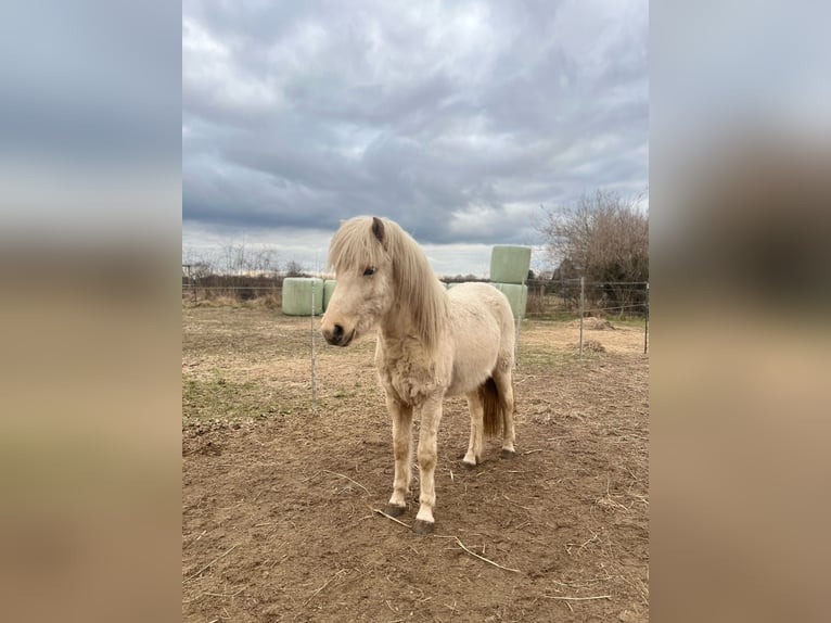 Icelandic Horse Mare 3 years 13,2 hh in Blunk