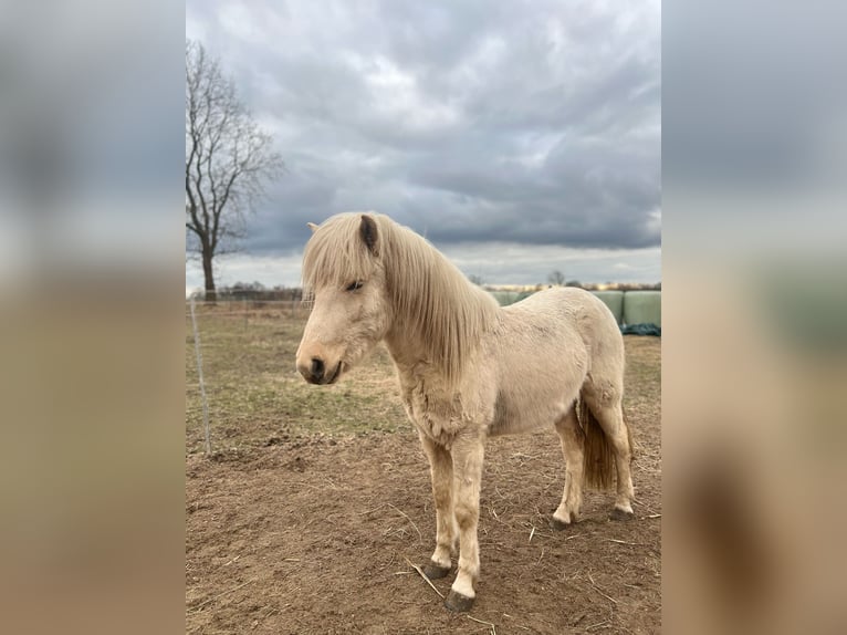 Icelandic Horse Mare 3 years 13,2 hh in Blunk