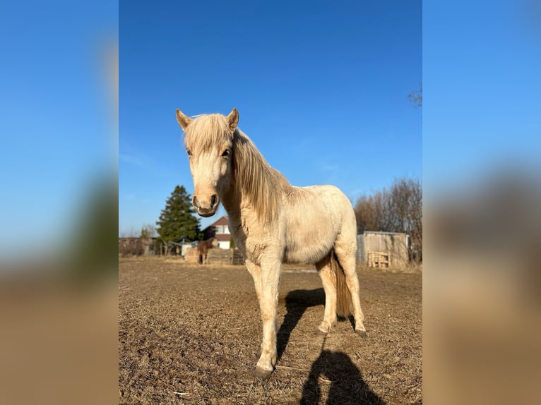 Icelandic Horse Mare 3 years 13,2 hh in Blunk