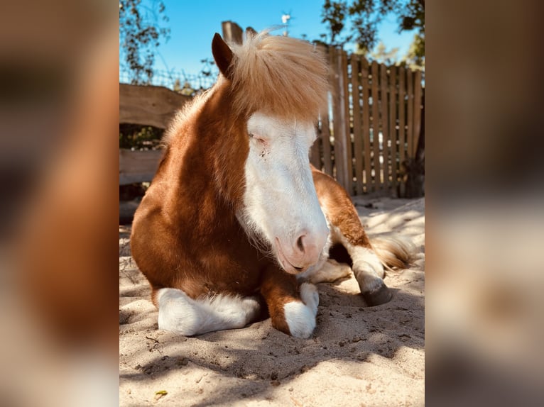 Icelandic Horse Mare 3 years 13,2 hh Chestnut-Red in Gallin