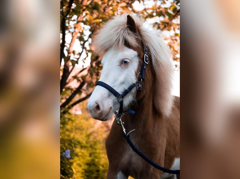 Icelandic Horse Mare 3 years 13,2 hh Chestnut-Red in Gallin