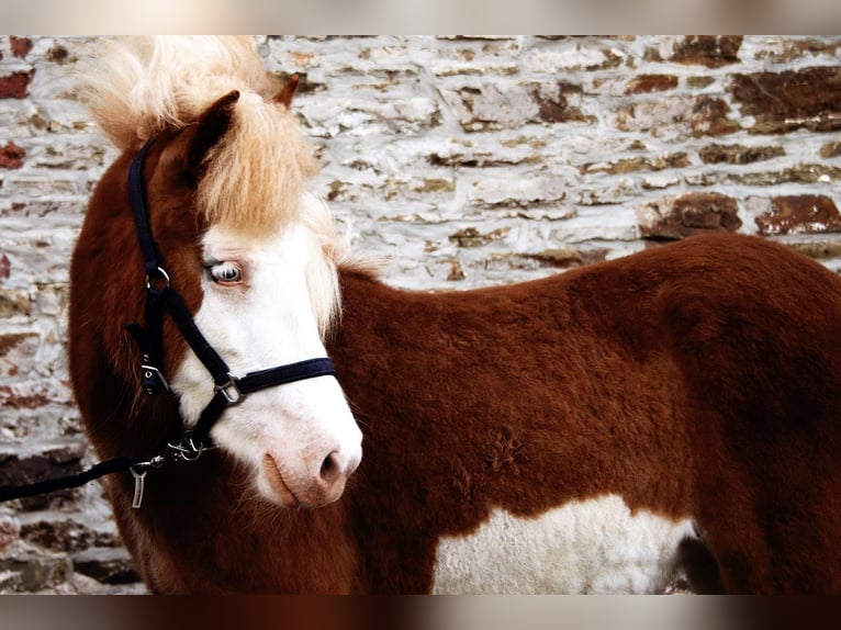 Icelandic Horse Mare 3 years 13,2 hh Chestnut-Red in Gallin