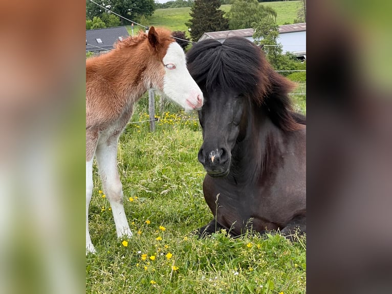 Icelandic Horse Mare 3 years 13,2 hh Chestnut-Red in Gallin
