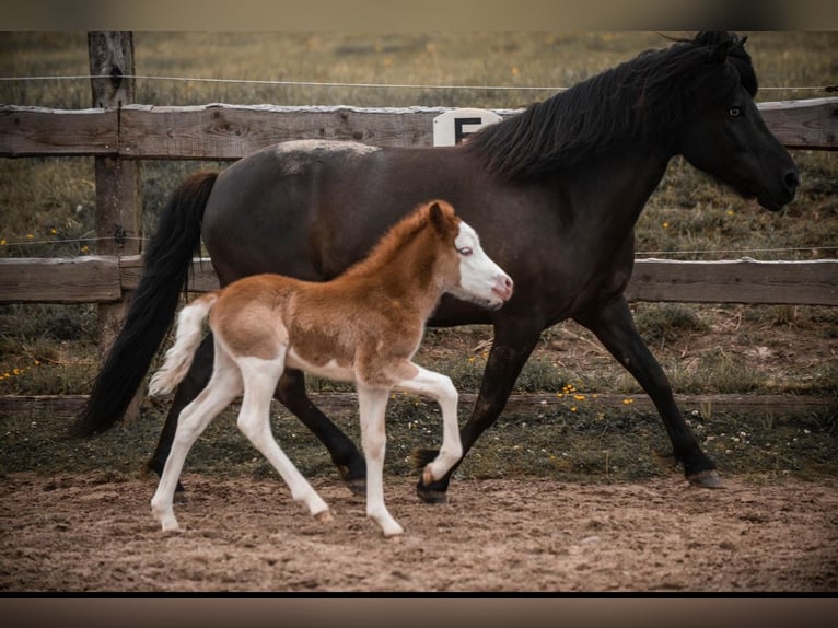 Icelandic Horse Mare 3 years 13,2 hh Chestnut-Red in Gallin