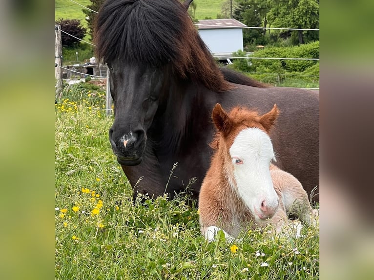 Icelandic Horse Mare 3 years 13,2 hh Chestnut-Red in Gallin