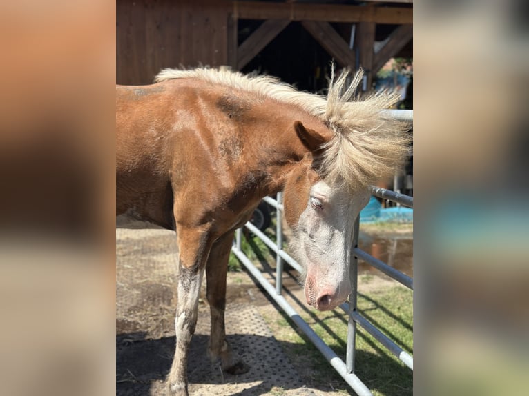 Icelandic Horse Mare 3 years 13,2 hh Chestnut-Red in Gallin