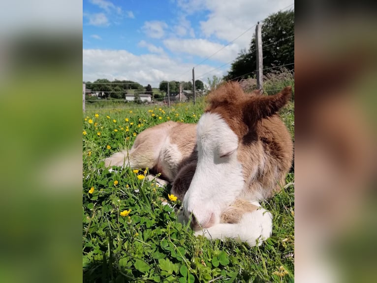 Icelandic Horse Mare 3 years 13,2 hh Chestnut-Red in Gallin
