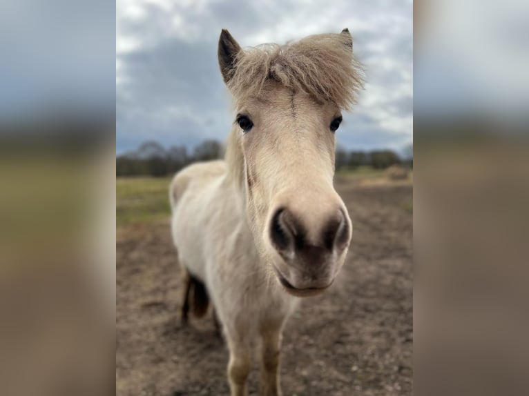 Icelandic Horse Mare 3 years 13,2 hh in Blunk