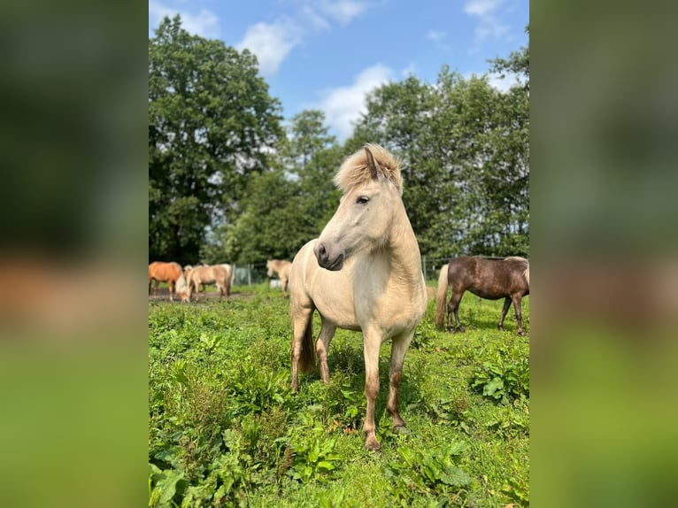 Icelandic Horse Mare 3 years 13,2 hh in Blunk