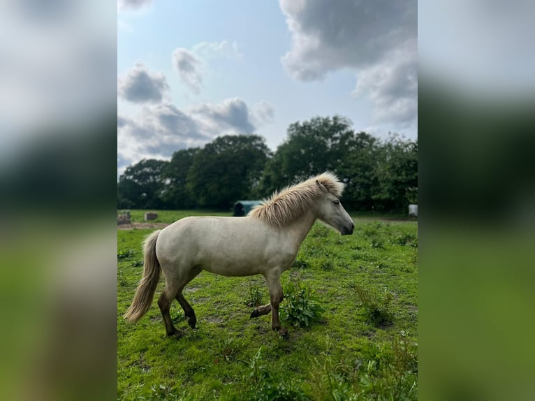 Icelandic Horse Mare 3 years 13,2 hh in Blunk