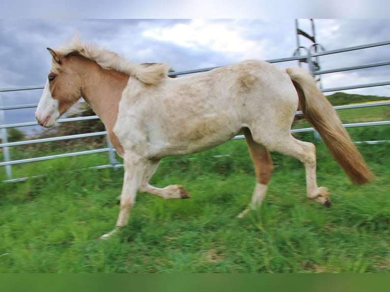 Icelandic Horse Mare 3 years 13,2 hh Pinto in Saarland