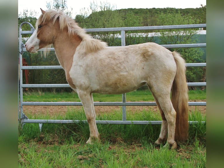 Icelandic Horse Mare 3 years 13,2 hh Pinto in Saarland
