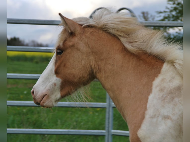 Icelandic Horse Mare 3 years 13,2 hh Pinto in Saarland