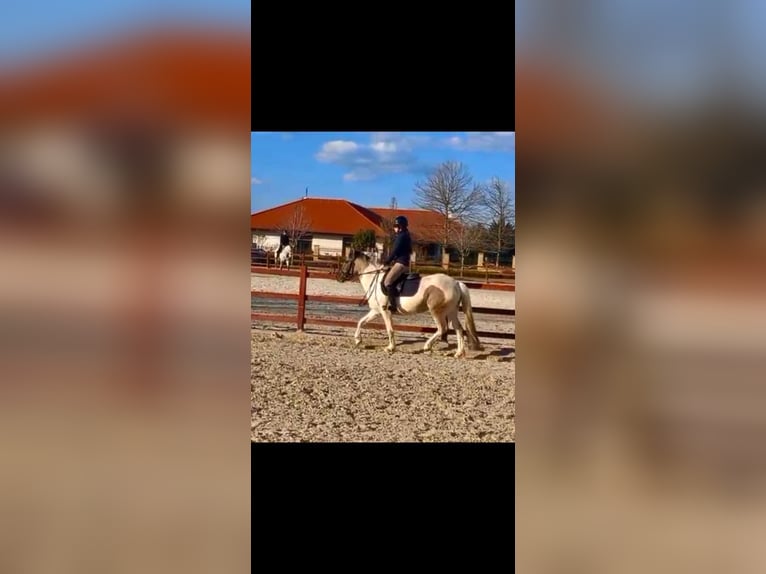 Icelandic Horse Mix Mare 3 years 13,2 hh Pinto in Győrújbarát